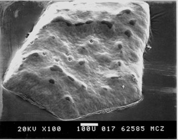 Media type: image; Herpetology R-151502